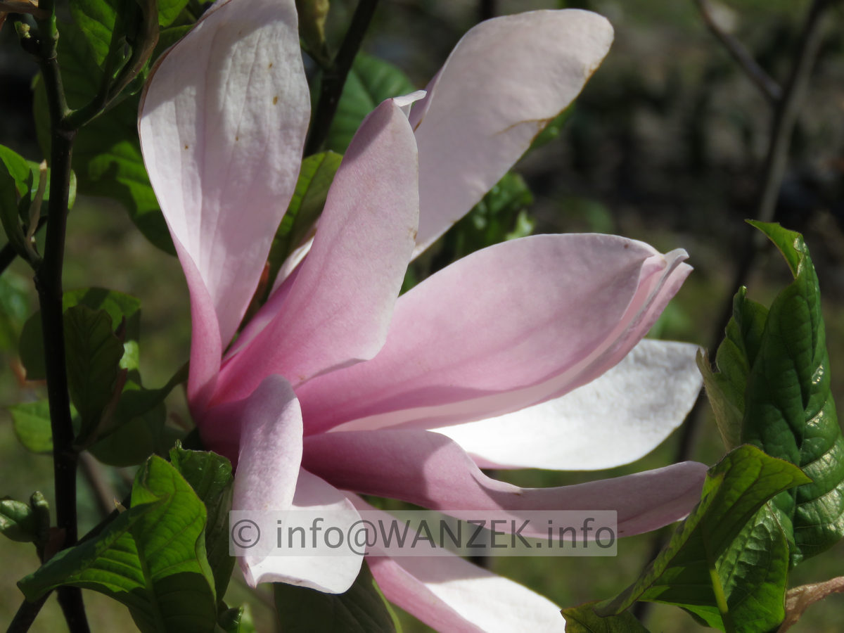 Magnolia fraseri Galaxy 05.JPG
